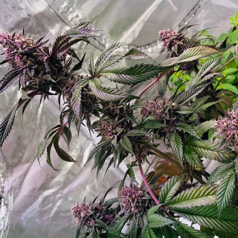Tropical Thunder  growlog timeline photo