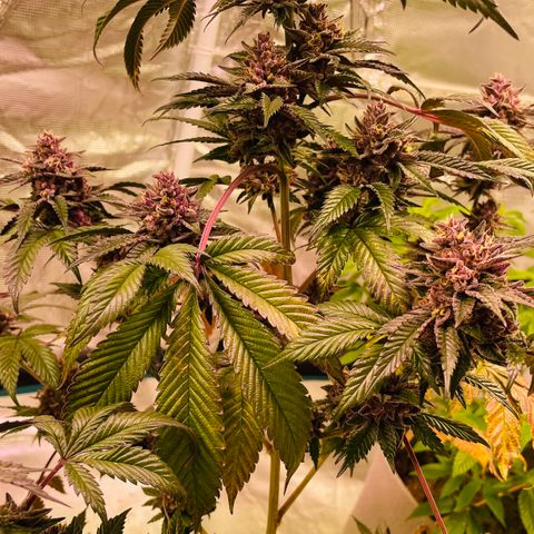 Tropical Thunder  growlog timeline photo