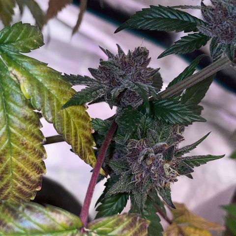 Tropical Thunder  growlog timeline photo