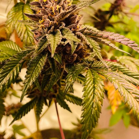 Tropical Thunder  growlog timeline photo