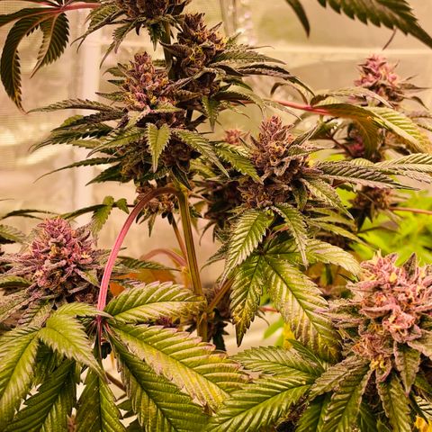 Tropical Thunder  growlog timeline photo