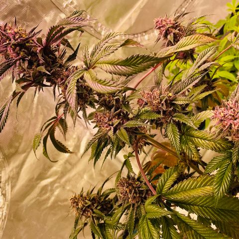 Tropical Thunder  growlog timeline photo