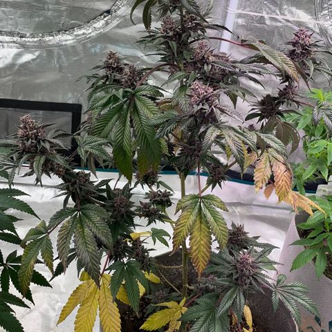 Tropical Thunder  growlog timeline photo