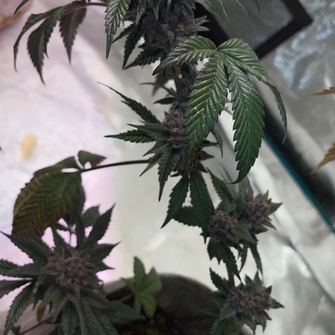 Tropical Thunder  growlog timeline photo