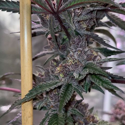 Tropical Thunder  growlog timeline photo