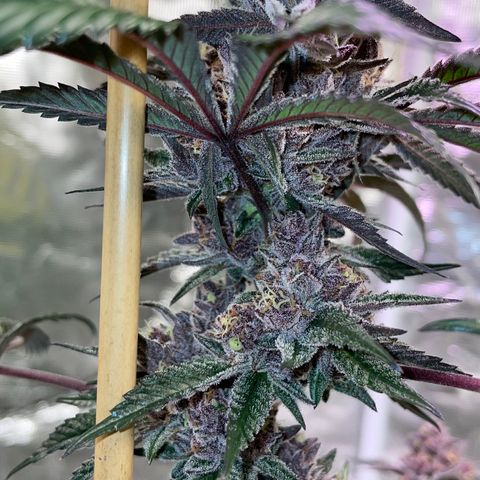 Tropical Thunder  growlog timeline photo