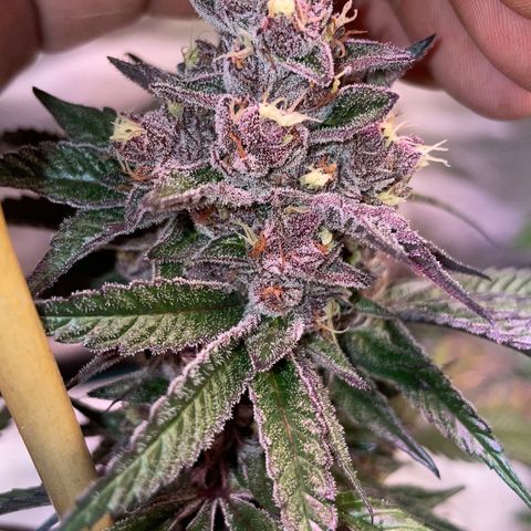 Tropical Thunder  growlog timeline photo