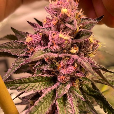 Tropical Thunder  growlog timeline photo