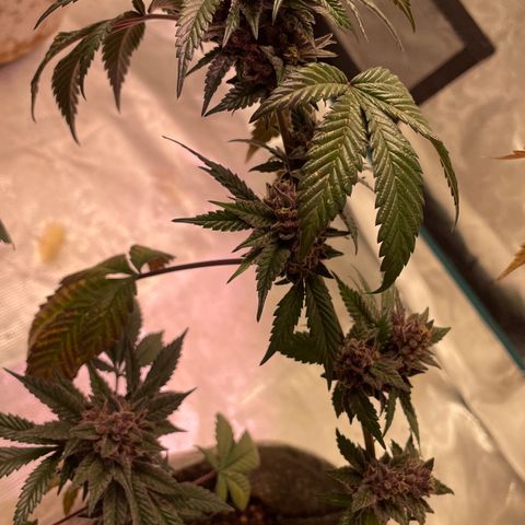 Tropical Thunder  growlog timeline photo
