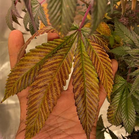 Tropical Thunder  growlog timeline photo