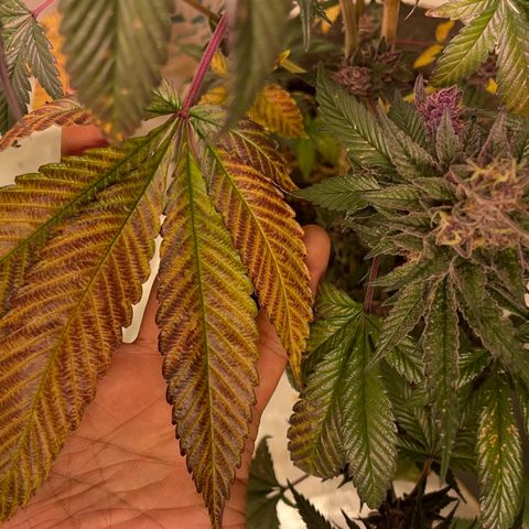 Tropical Thunder  growlog timeline photo