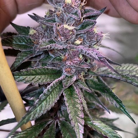 Tropical Thunder  growlog timeline photo