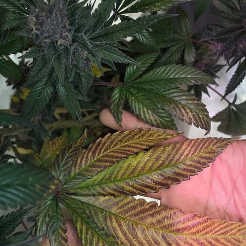 Tropical Thunder  growlog timeline photo
