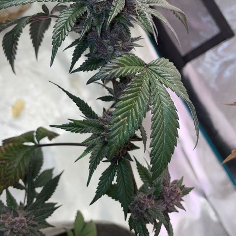 Tropical Thunder  growlog timeline photo