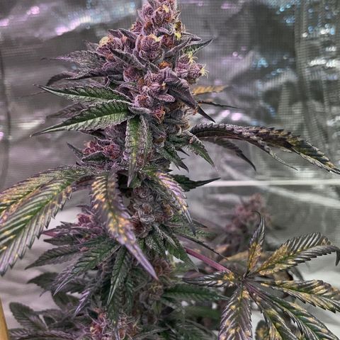 Tropical Thunder  growlog timeline photo