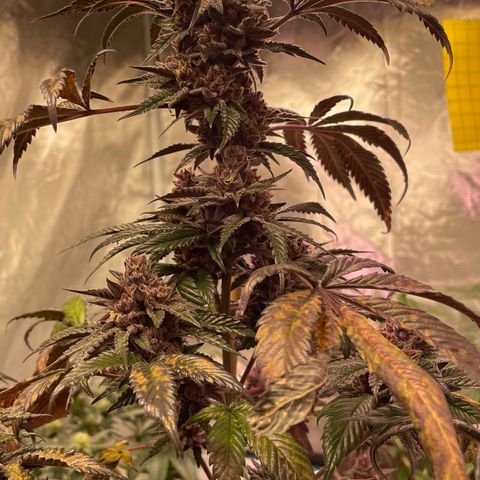Tropical Thunder  growlog timeline photo