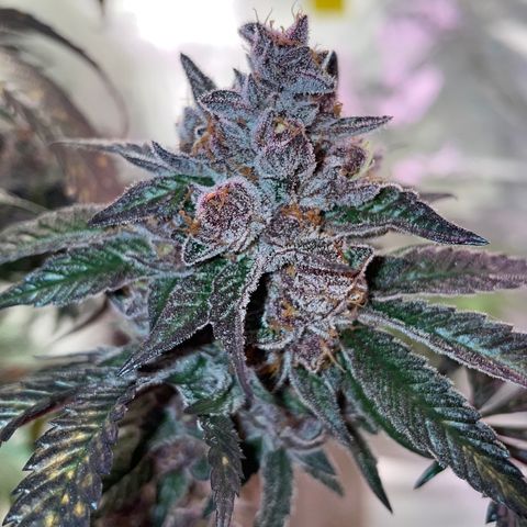 Tropical Thunder  growlog timeline photo