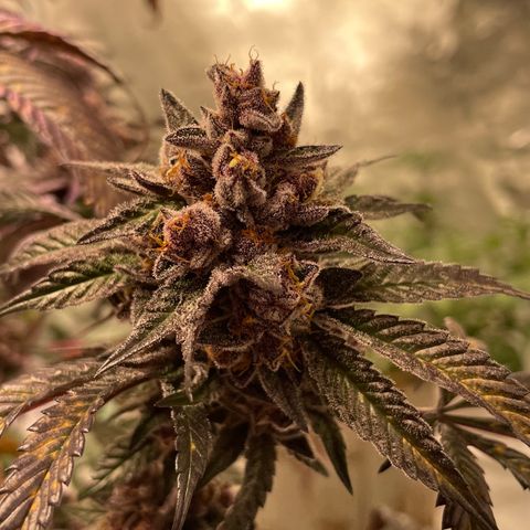 Tropical Thunder  growlog timeline photo