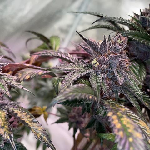 Tropical Thunder  growlog timeline photo