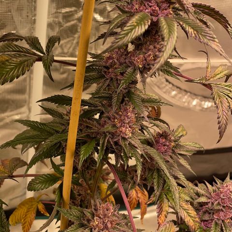 Tropical Thunder  growlog timeline photo