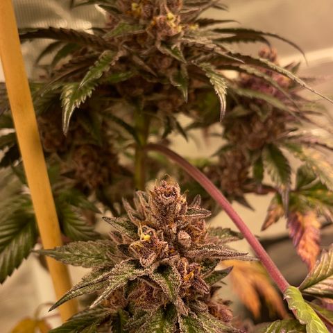 Tropical Thunder  growlog timeline photo