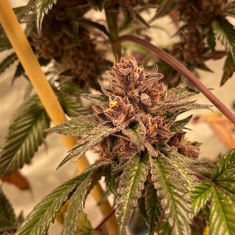 Tropical Thunder  growlog timeline photo