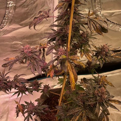 Tropical Thunder  growlog timeline photo