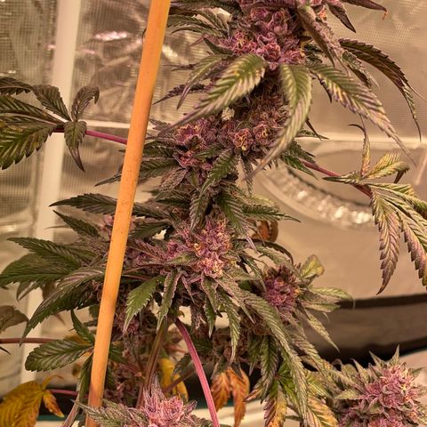 Tropical Thunder  growlog timeline photo