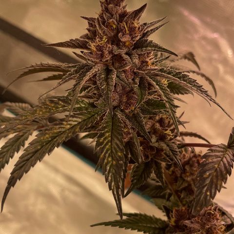 Tropical Thunder  growlog timeline photo