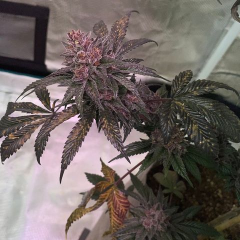 Tropical Thunder  growlog timeline photo