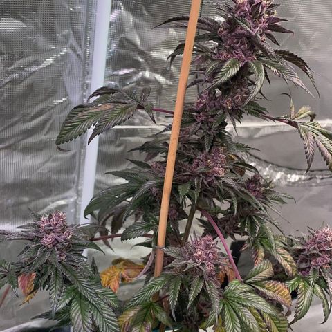 Tropical Thunder  growlog timeline photo
