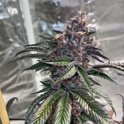Tropical Thunder  growlog timeline photo