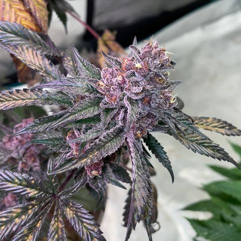 Tropical Thunder  growlog timeline photo
