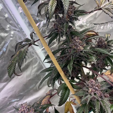 Tropical Thunder  growlog timeline photo