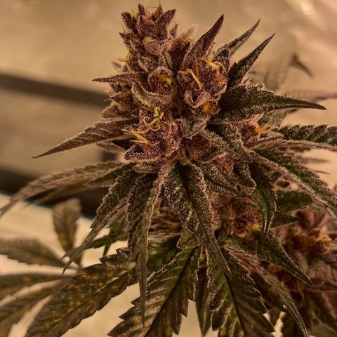 Tropical Thunder  growlog timeline photo