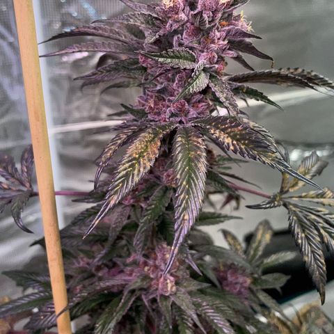 Tropical Thunder  growlog timeline photo