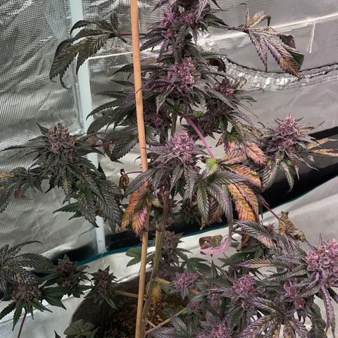 Tropical Thunder  growlog timeline photo