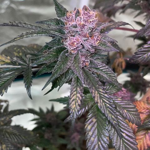 Tropical Thunder  growlog timeline photo