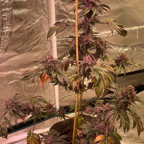 Tropical Thunder  growlog timeline photo