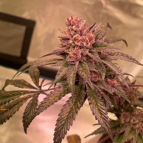 Tropical Thunder  growlog timeline photo