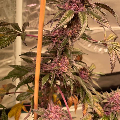 Tropical Thunder  growlog timeline photo