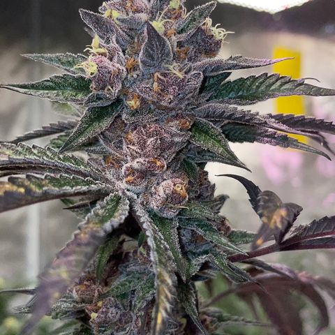 Tropical Thunder  growlog timeline photo