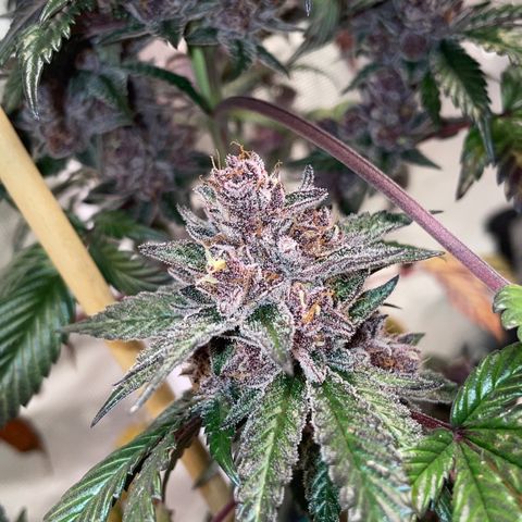 Tropical Thunder  growlog timeline photo