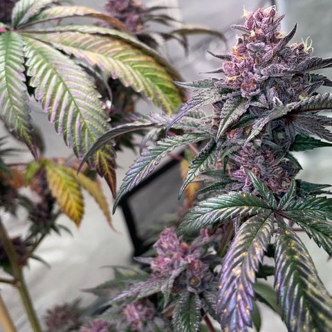 Tropical Thunder  growlog timeline photo