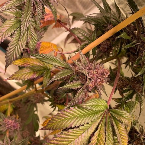 Tropical Thunder  growlog timeline photo