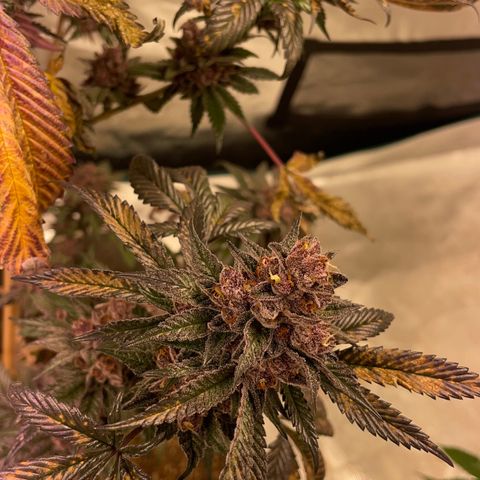 Tropical Thunder  growlog timeline photo
