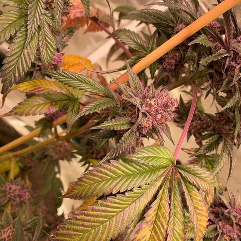 Tropical Thunder  growlog timeline photo