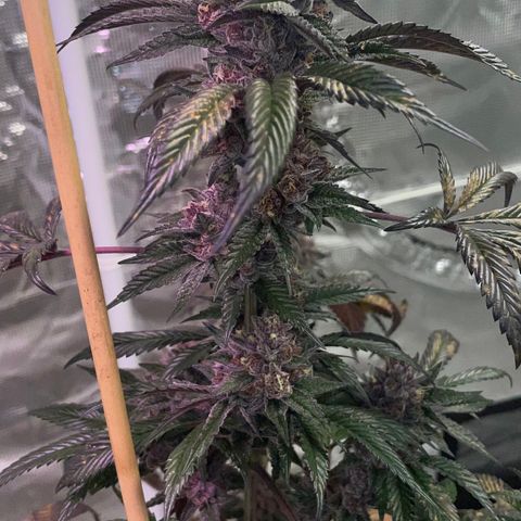 Tropical Thunder  growlog timeline photo