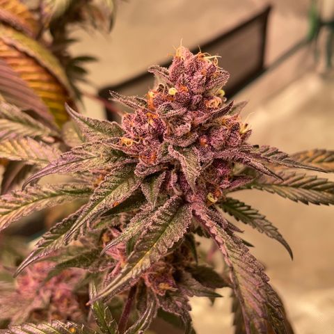 Tropical Thunder  growlog timeline photo