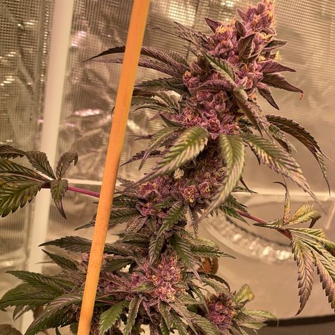 Tropical Thunder  growlog timeline photo